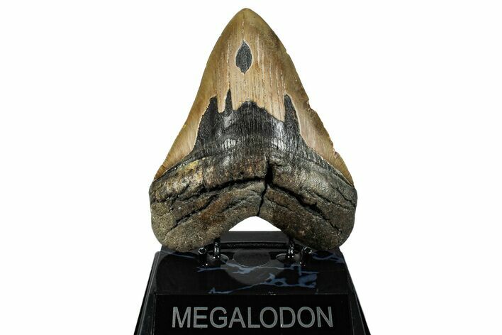 Fossil Megalodon Tooth - North Carolina #257746